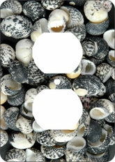 Mud Snail Sea Shells