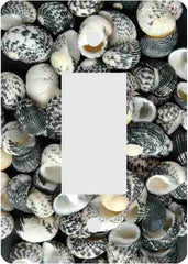 Mud Snail Sea Shells