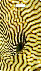 Puffer Fish