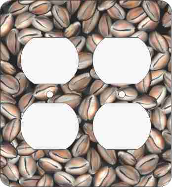Cowrie Shells