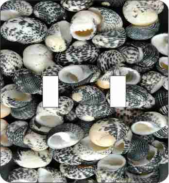 Mud Snail Sea Shells