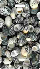 Mud Snail, Sea Shells