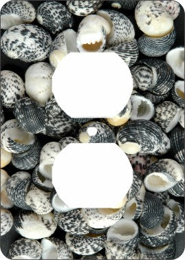 Mud Snail Sea Shells