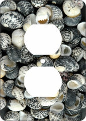 Mud Snail Sea Shells