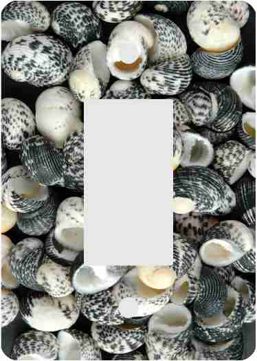Mud Snail Sea Shells