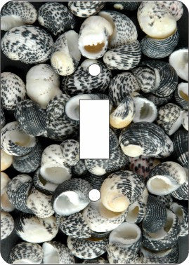 Mud Snail Sea Shells