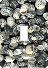 Mud Snail Sea Shells